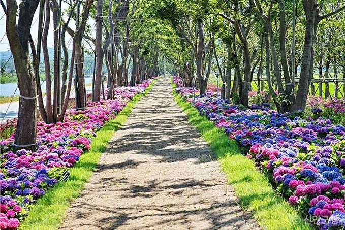 신안군 도초도 전국 최대 수국 축제